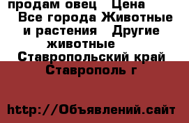  продам овец › Цена ­ 100 - Все города Животные и растения » Другие животные   . Ставропольский край,Ставрополь г.